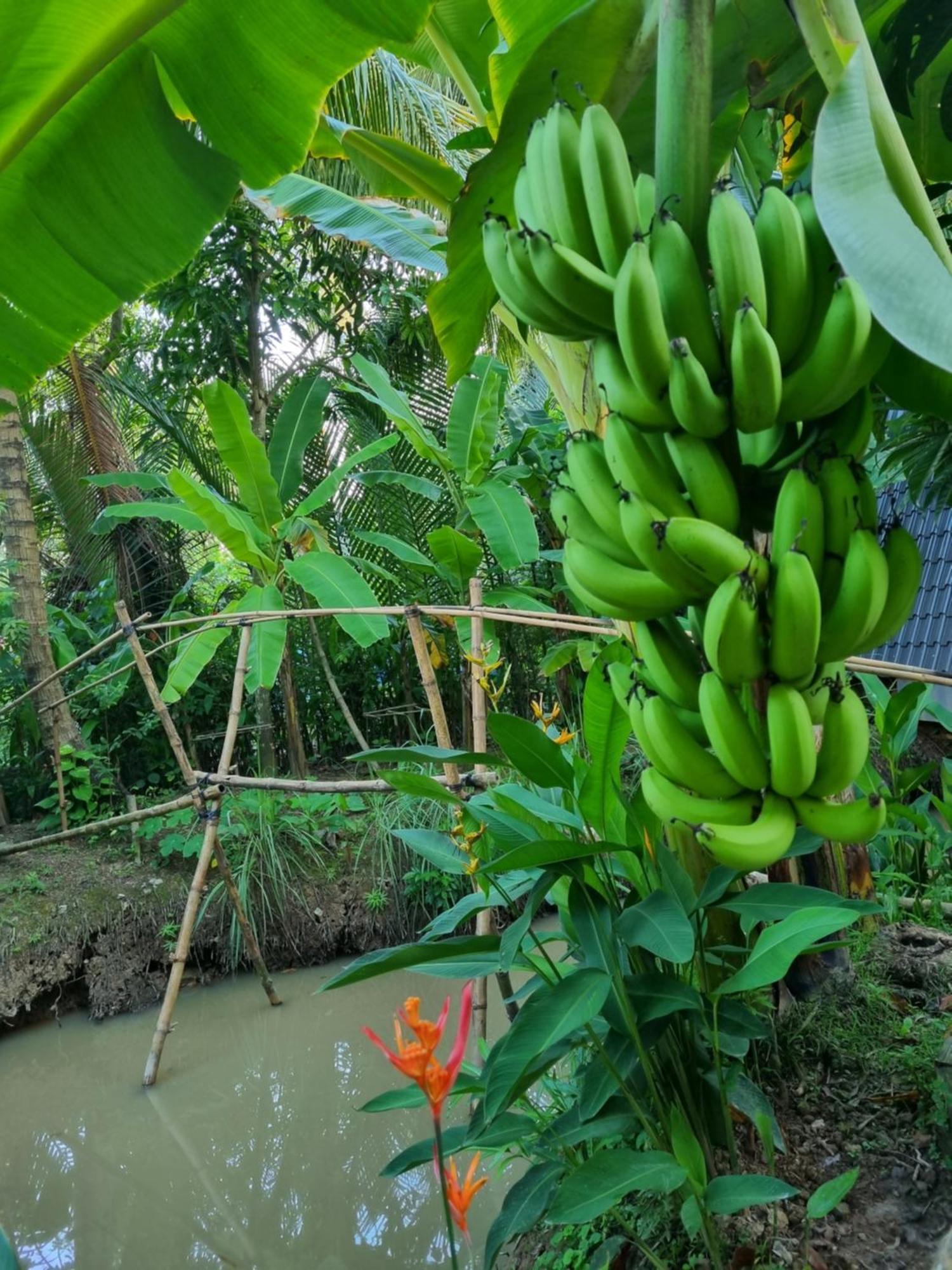 Homestay Nam Ham Luong Ben Tre Eksteriør billede