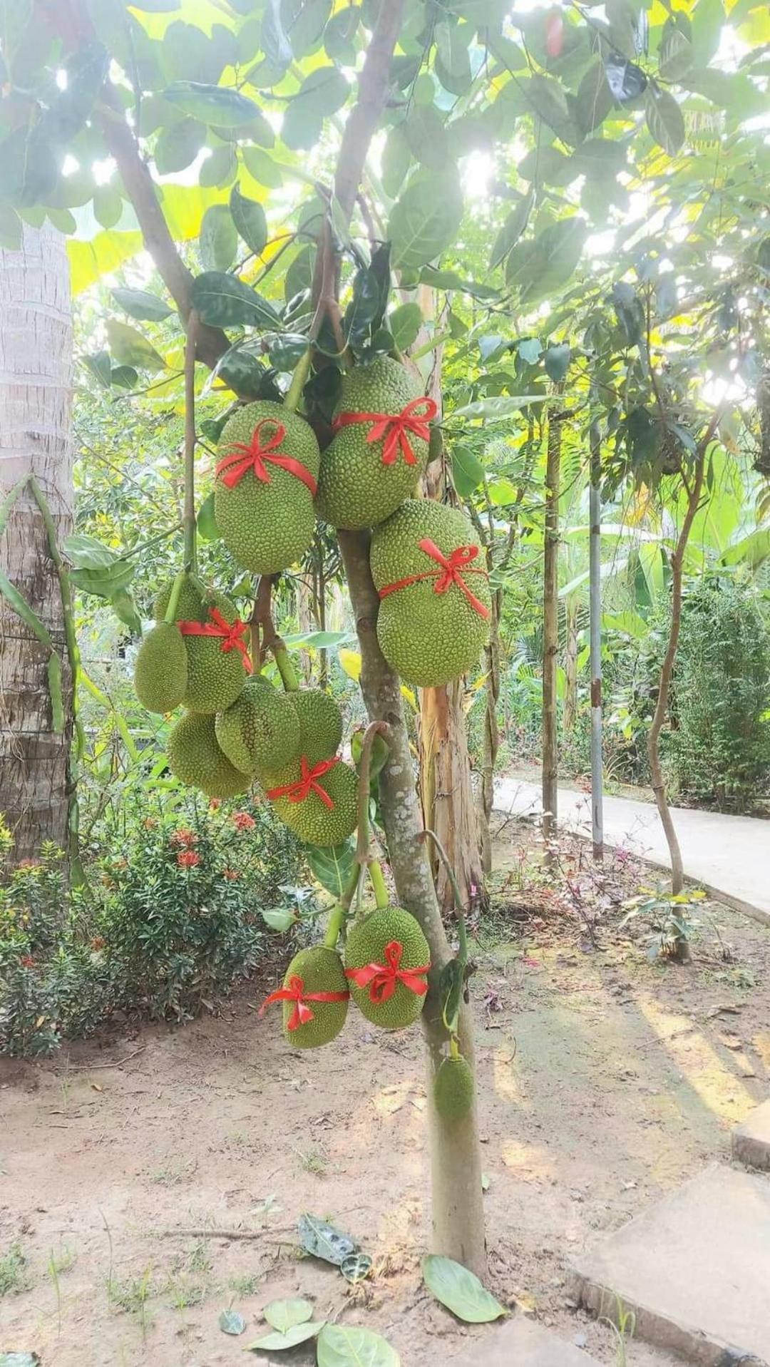 Homestay Nam Ham Luong Ben Tre Eksteriør billede
