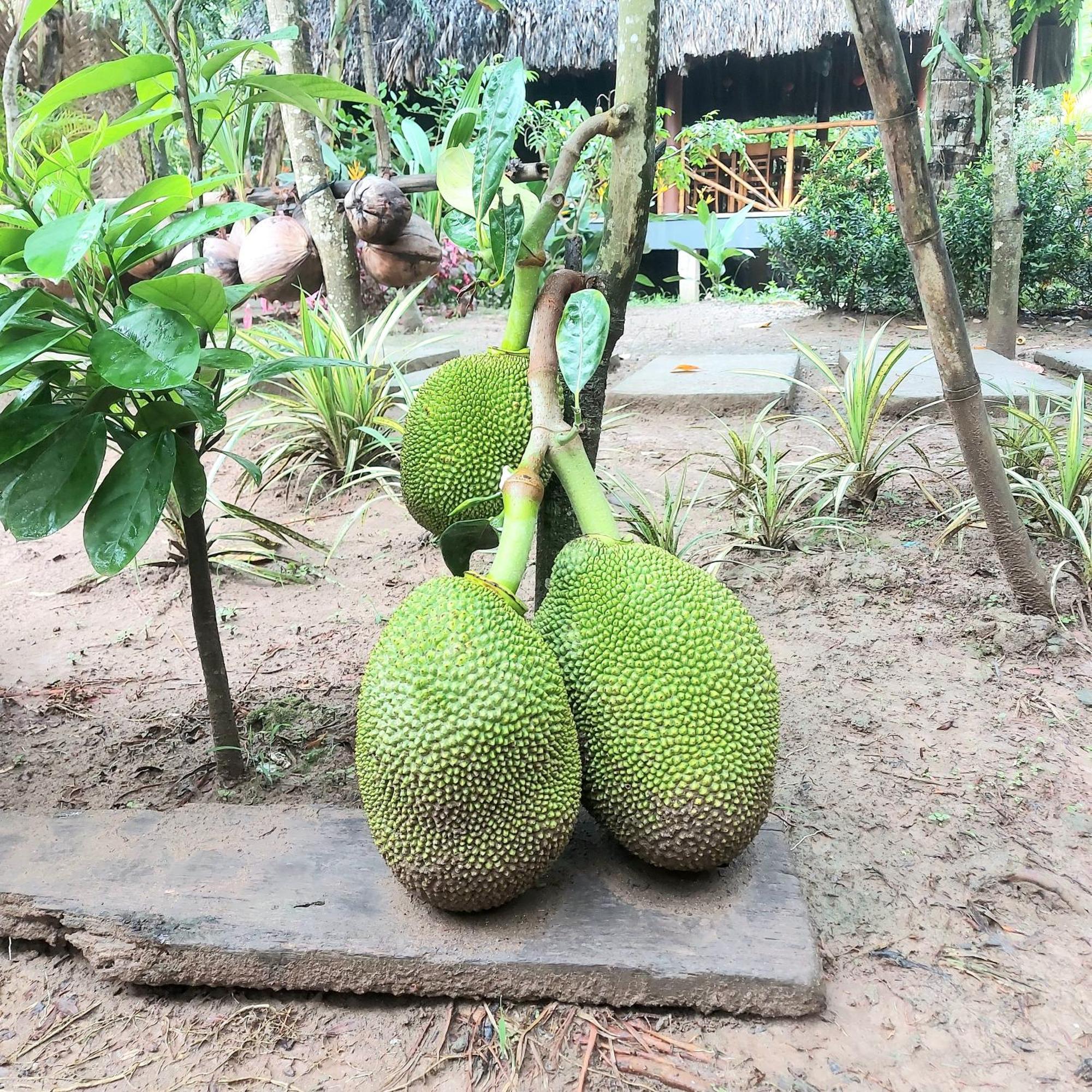 Homestay Nam Ham Luong Ben Tre Eksteriør billede